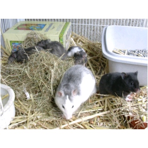 RATS_HAMSTERS.html