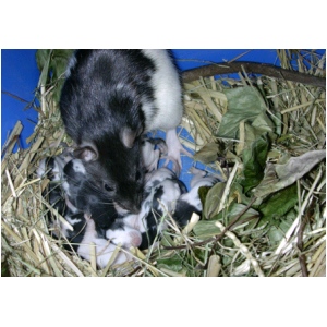 RATTONS_5MAI2004.html