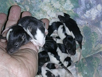 RATTONS_5MAI2004.html