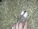 fille-brune-3.html