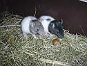 noisette.html
