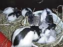 repas-ratton-mere.html