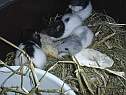 repas-rattons-pain.html