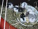 repas-rattons.html