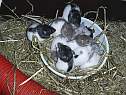 repas-rattons3.html