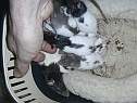 tetee-fille-4.html