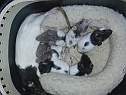 tetee-filles2.html